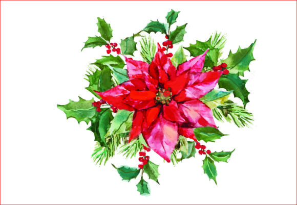 Watercolor Christmas Poinsettia PNG for Illustrations